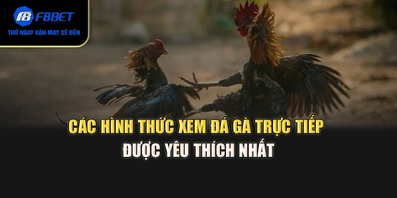 Các hình thức xem đá gà trực tiếp được yêu thích nhất
