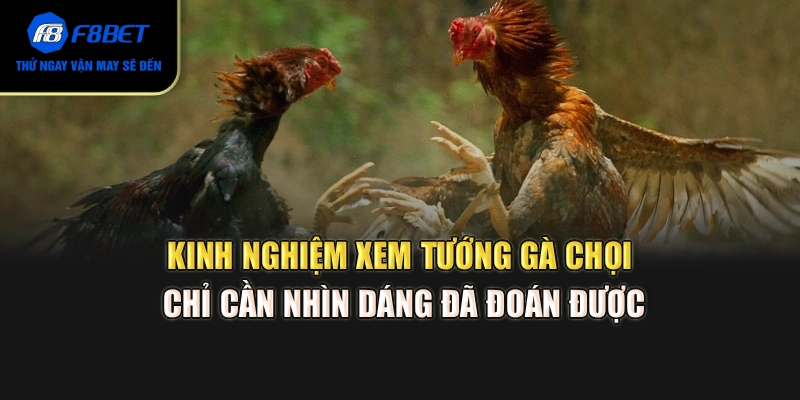 Kinh nghiệm xem tướng gà chọi: Chỉ cần nhìn dáng đã đoán được