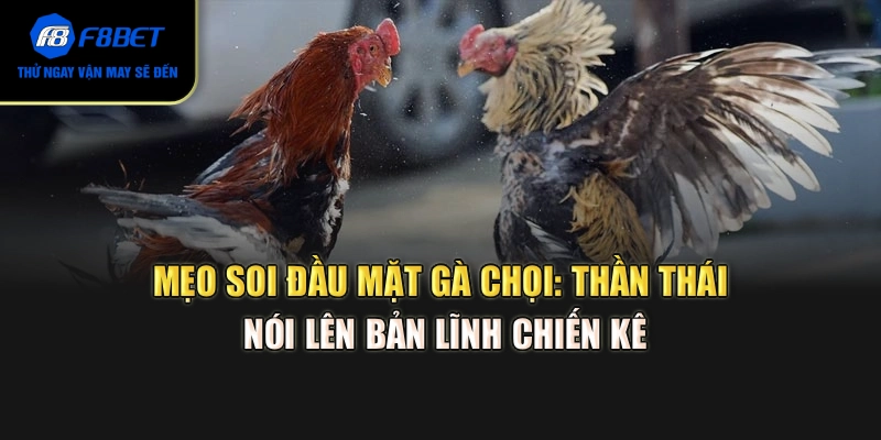 Mẹo soi đầu – mặt gà chọi: Thần thái nói lên bản lĩnh chiến kê