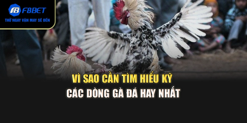 Vì sao cần tìm hiểu kỹ các dòng gà đá hay nhất